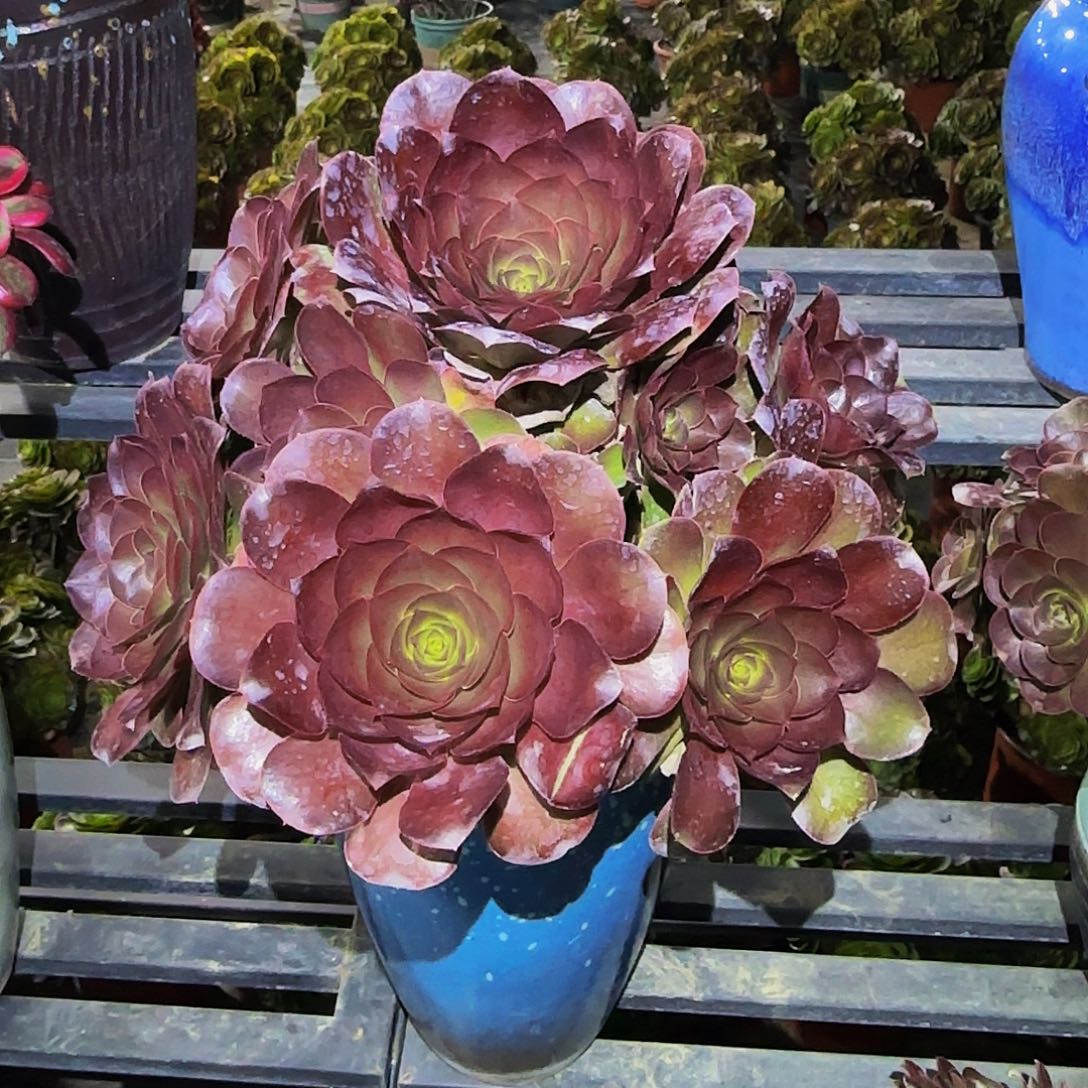 多肉植物魅金玫瑰老庄