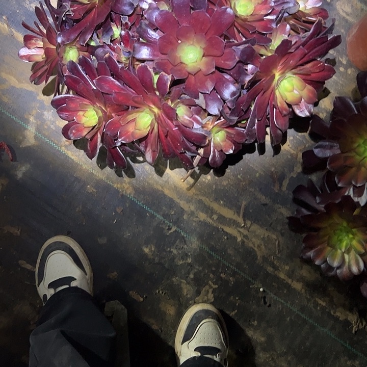 多肉法师植物链接160