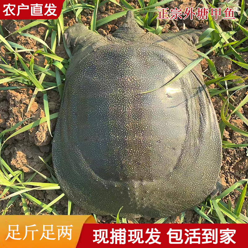 624 外塘甲鱼  鲜活发货 3只装 总重量5-6斤 生态养殖