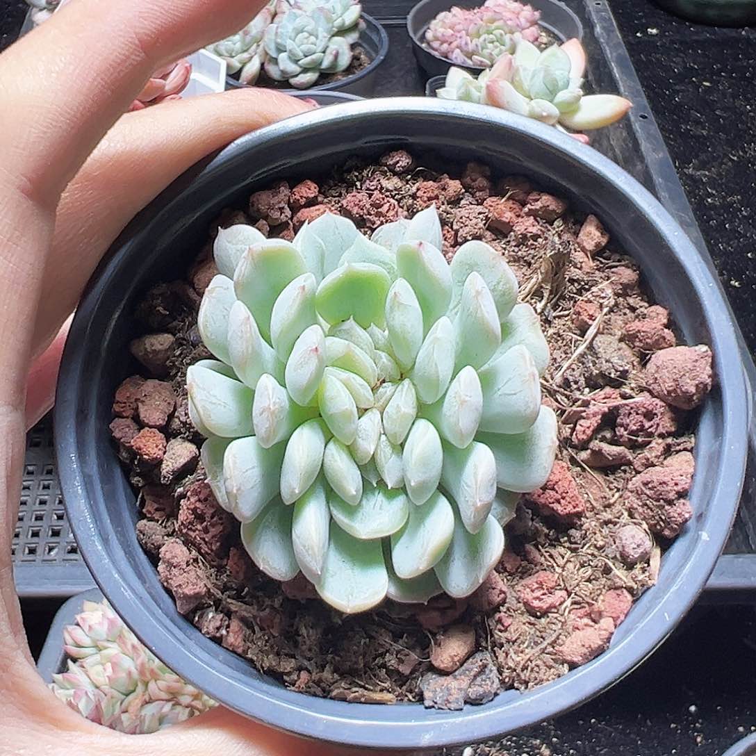 白色恋人缀化       