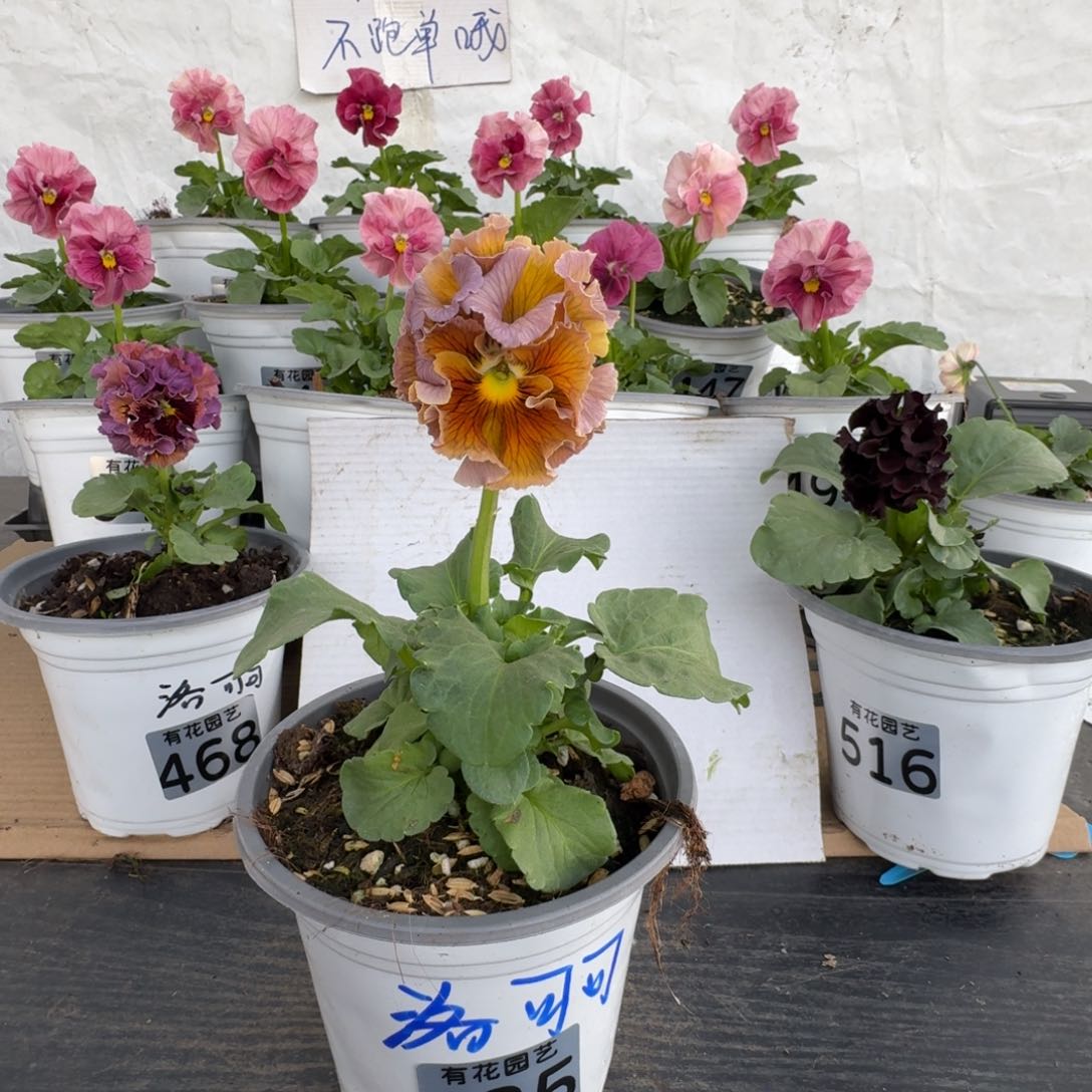 全部花朵535号角堇