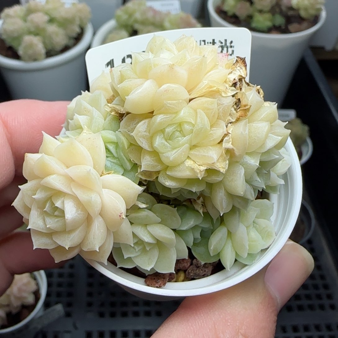 0116-183白粉麦秆