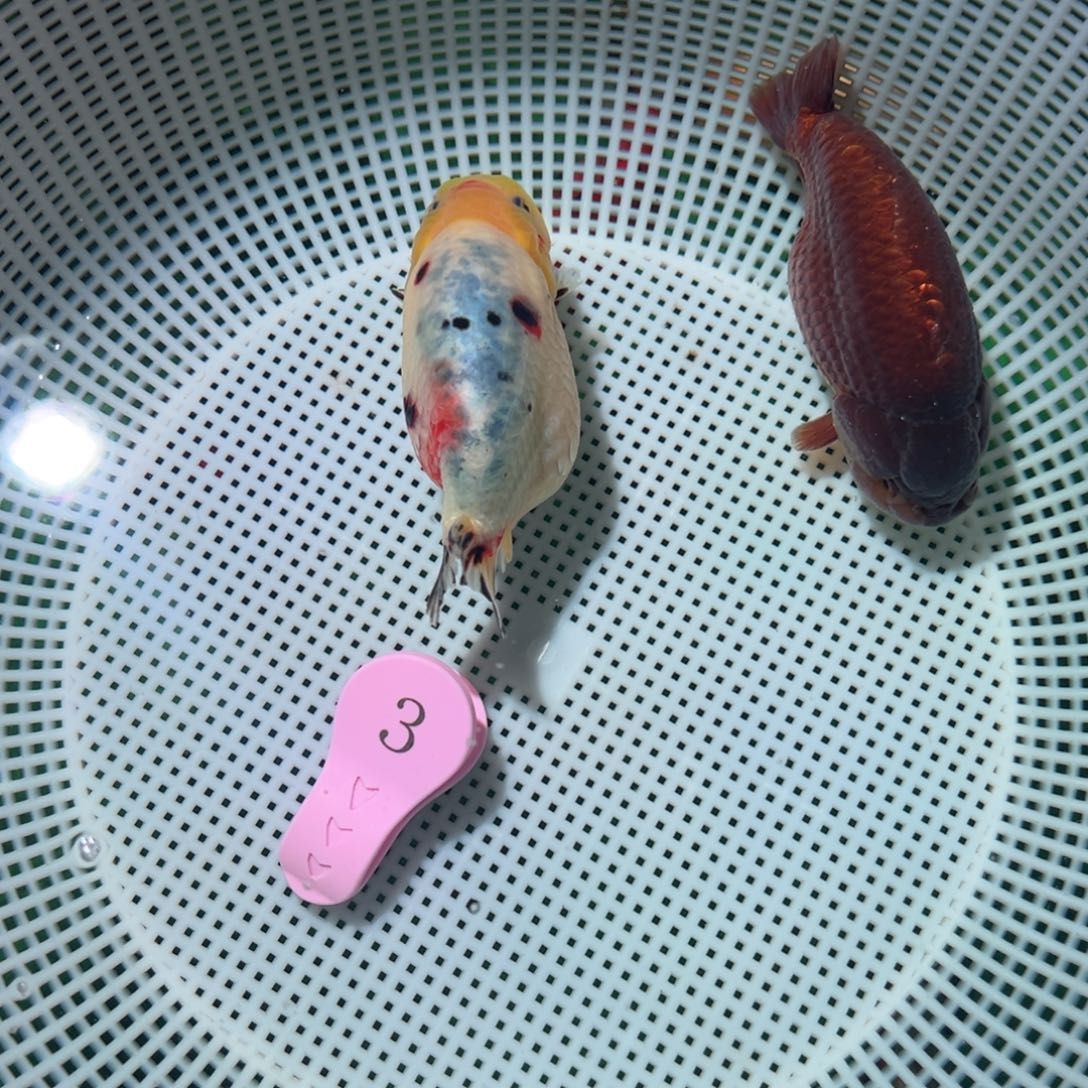 老***张金鱼潘氏金鱼兰寿泰狮