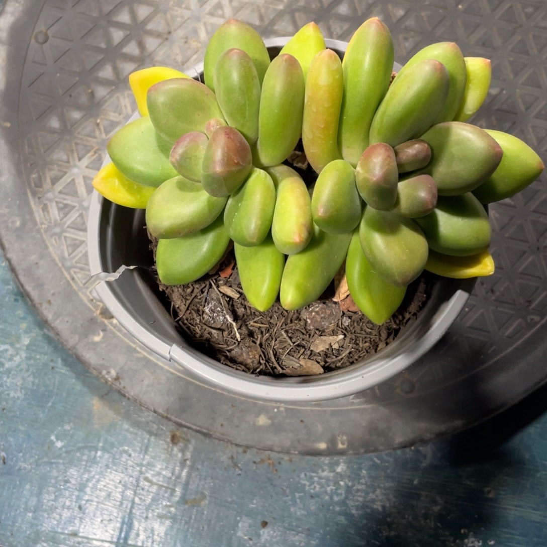 一物一拍中通快递