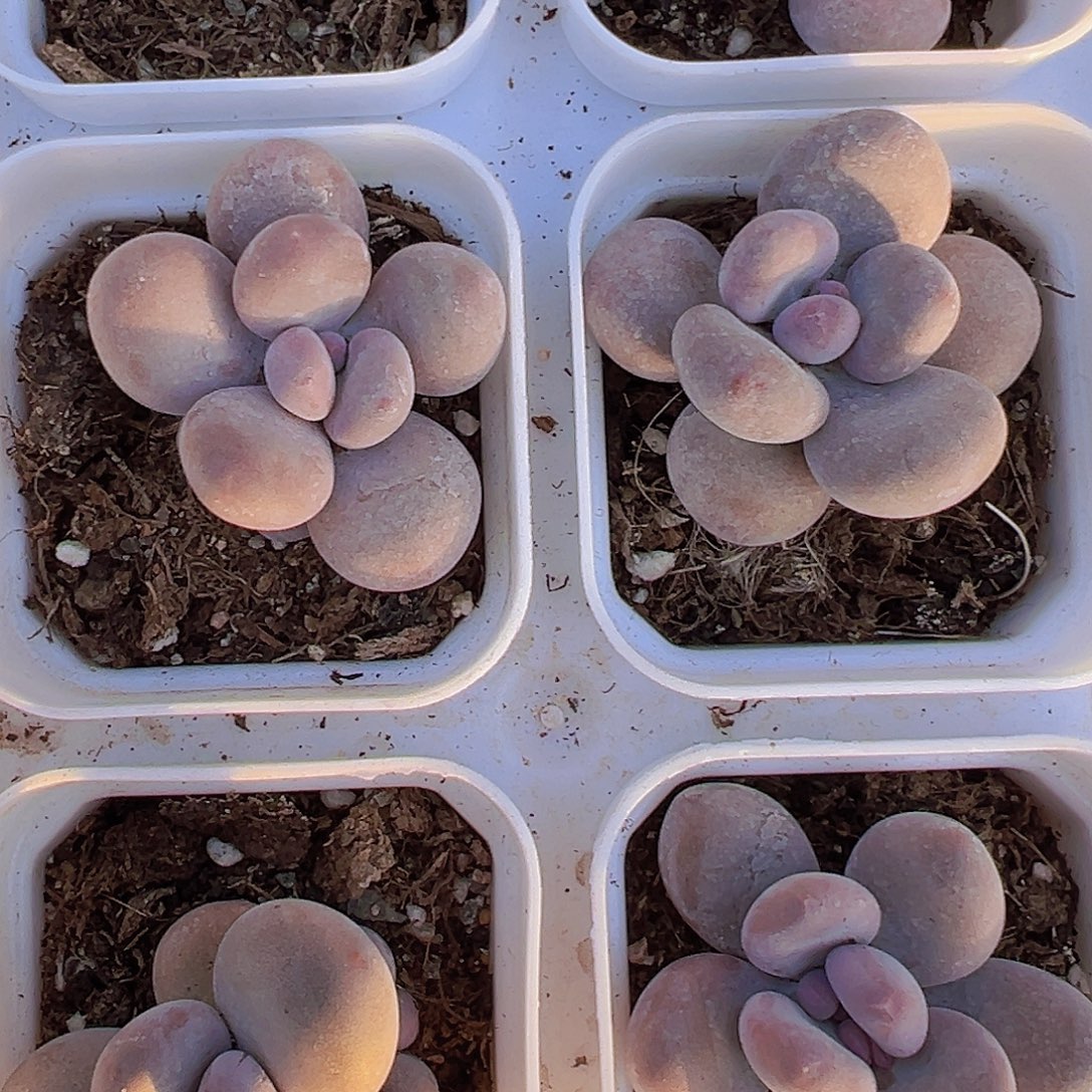 芭比奶3颗19包邮多肉