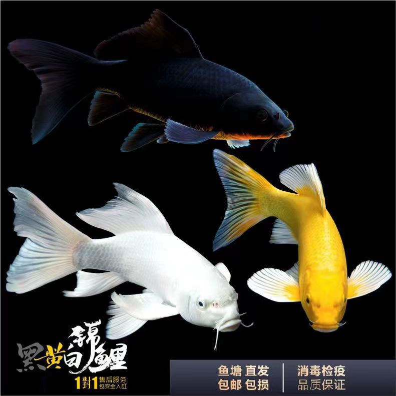 901-1000渔场直销普身包邮包活