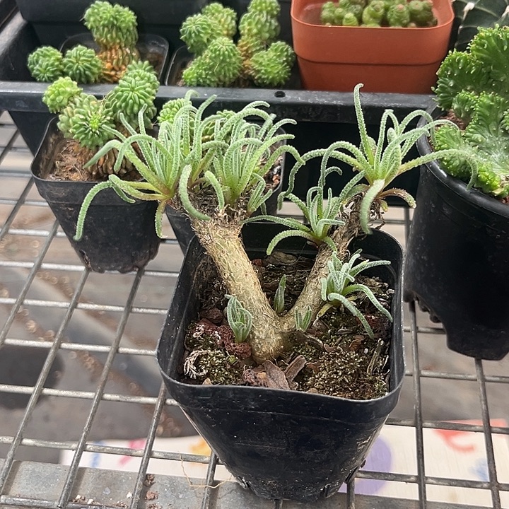 以***心我也不知道我为什么要这样