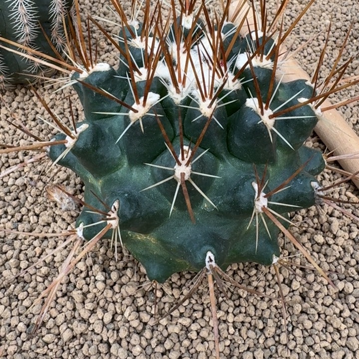 仙人球，伽奈瘤玉6666666