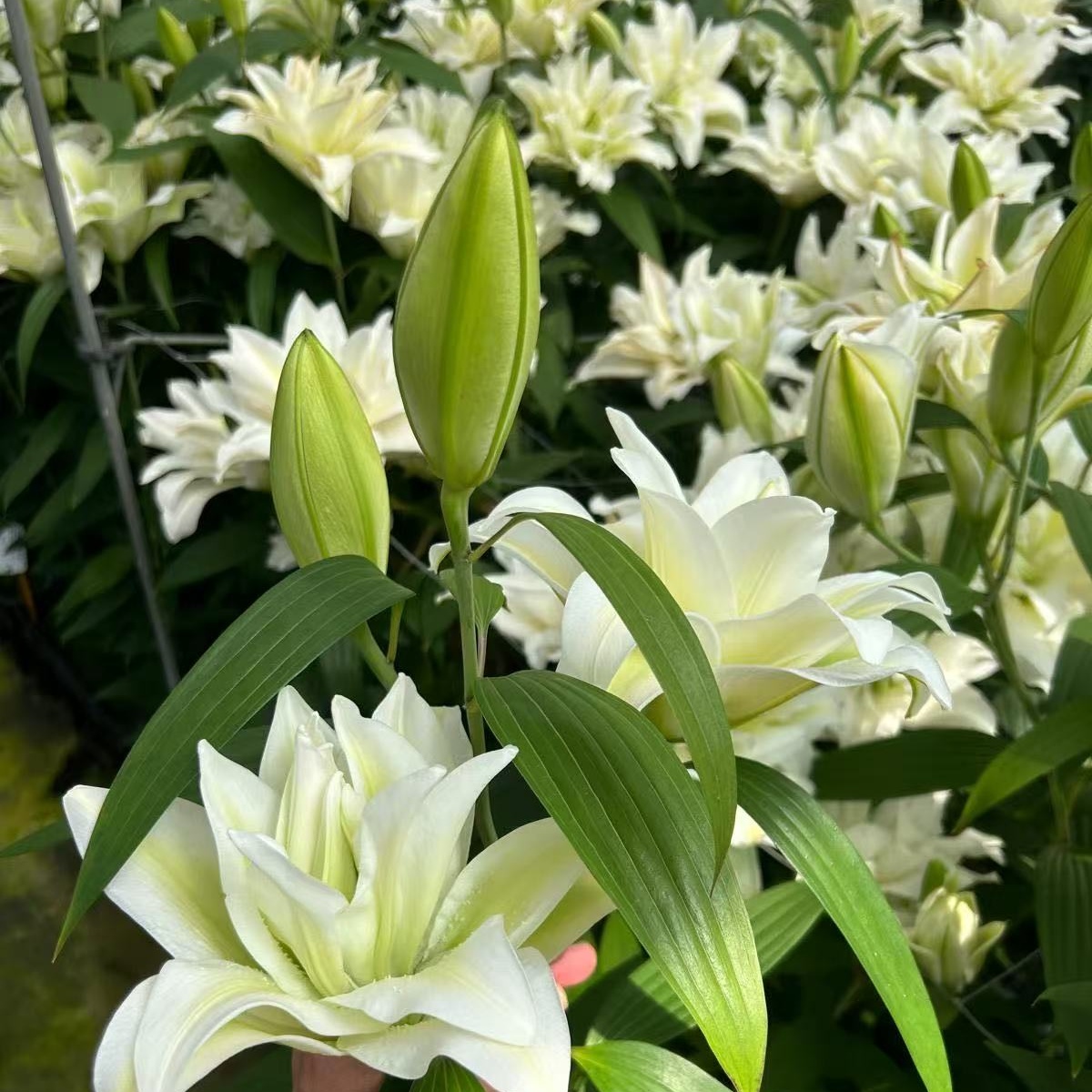 乔乔花屋1球颜如雪19/21cm大球重瓣香水百合种球不含盆土