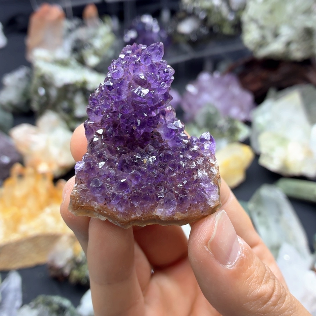 石材超透帝王紫仙人掌