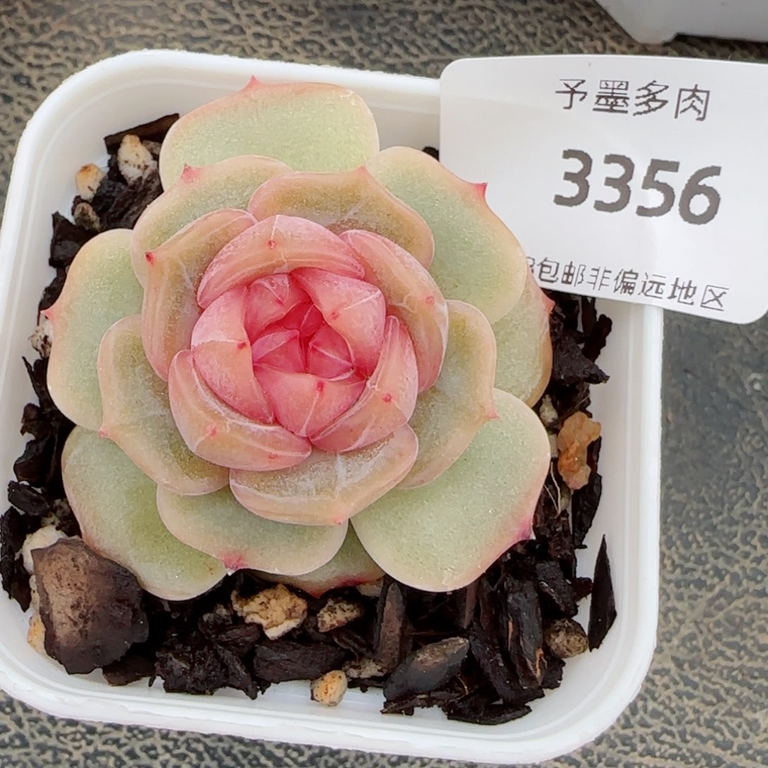 粉恋，3356多肉植物