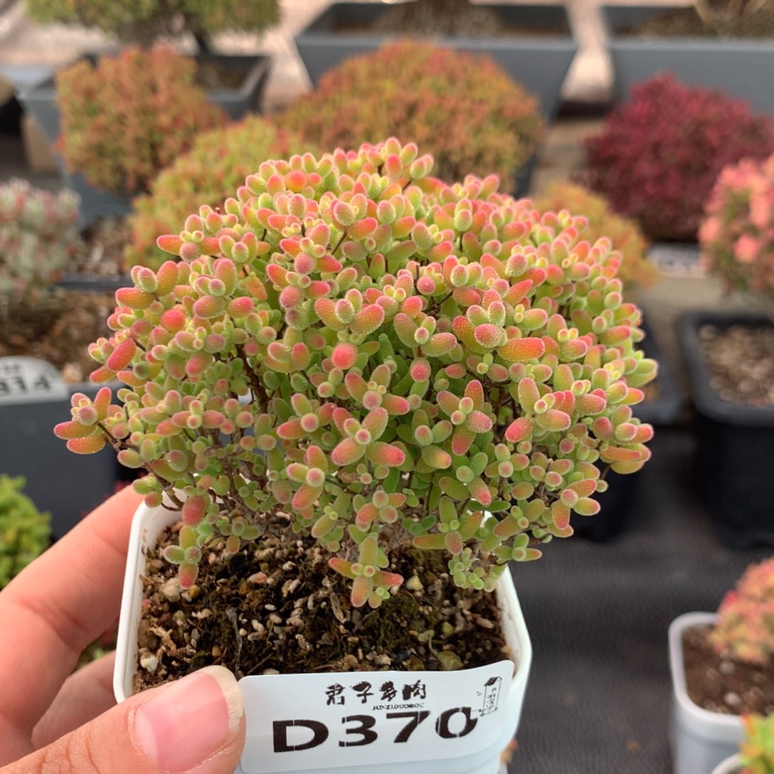 370蜜橘糖球              
