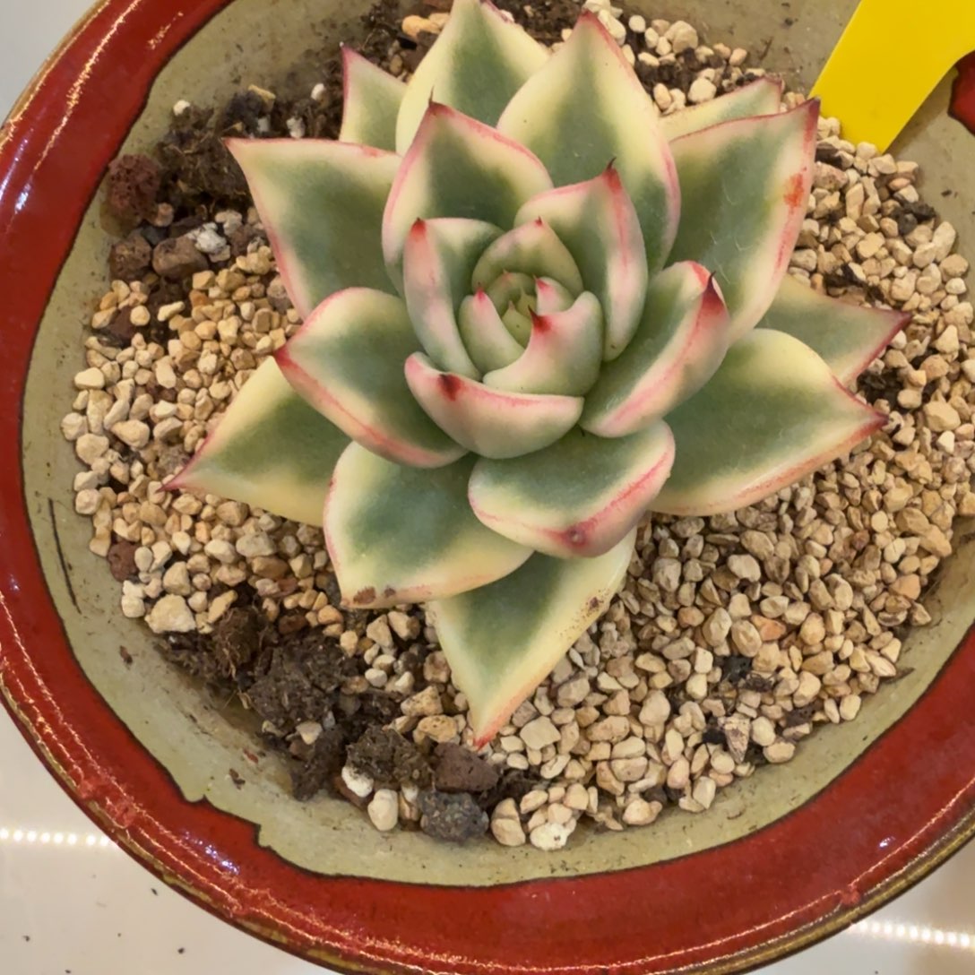 乌木 安吉园艺锦锦锦