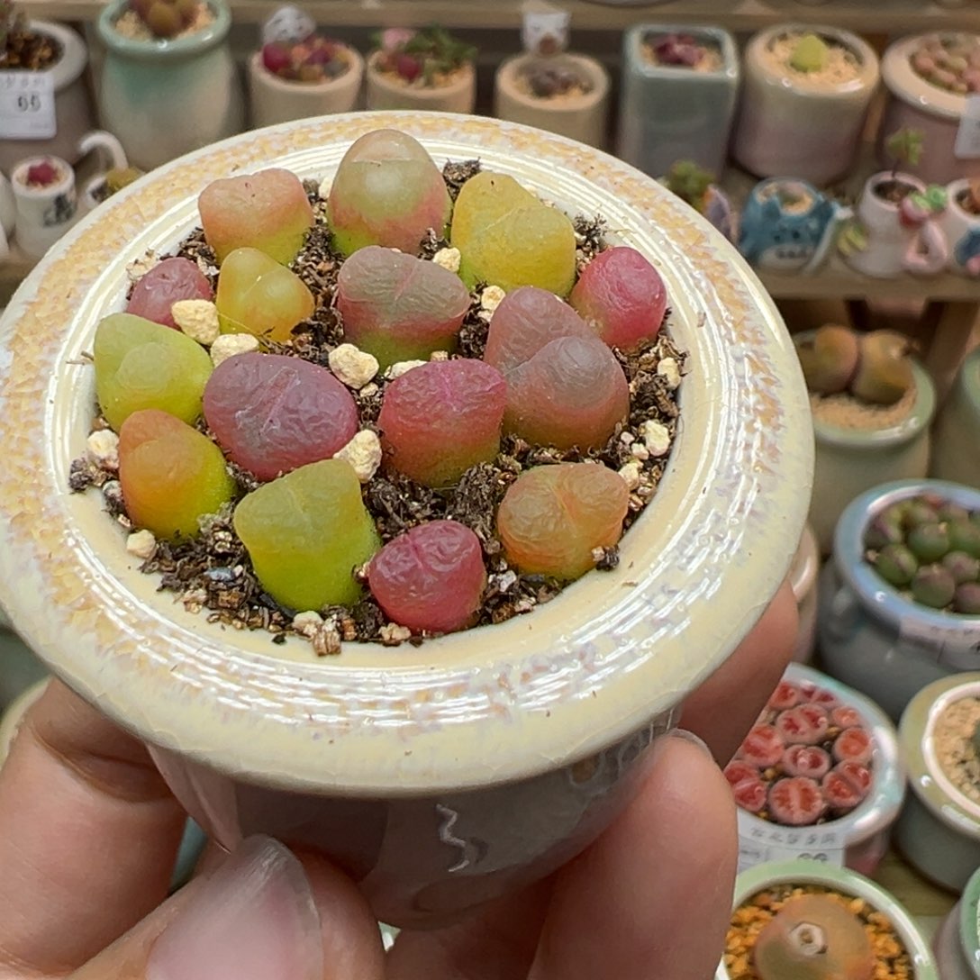 多肉植物100号糖果色