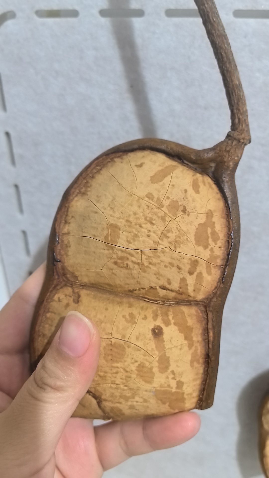 直播间专用价格表，榼藤豆荚