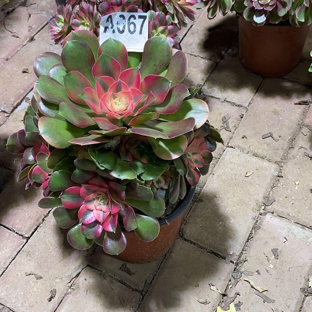 香妃06700000000000