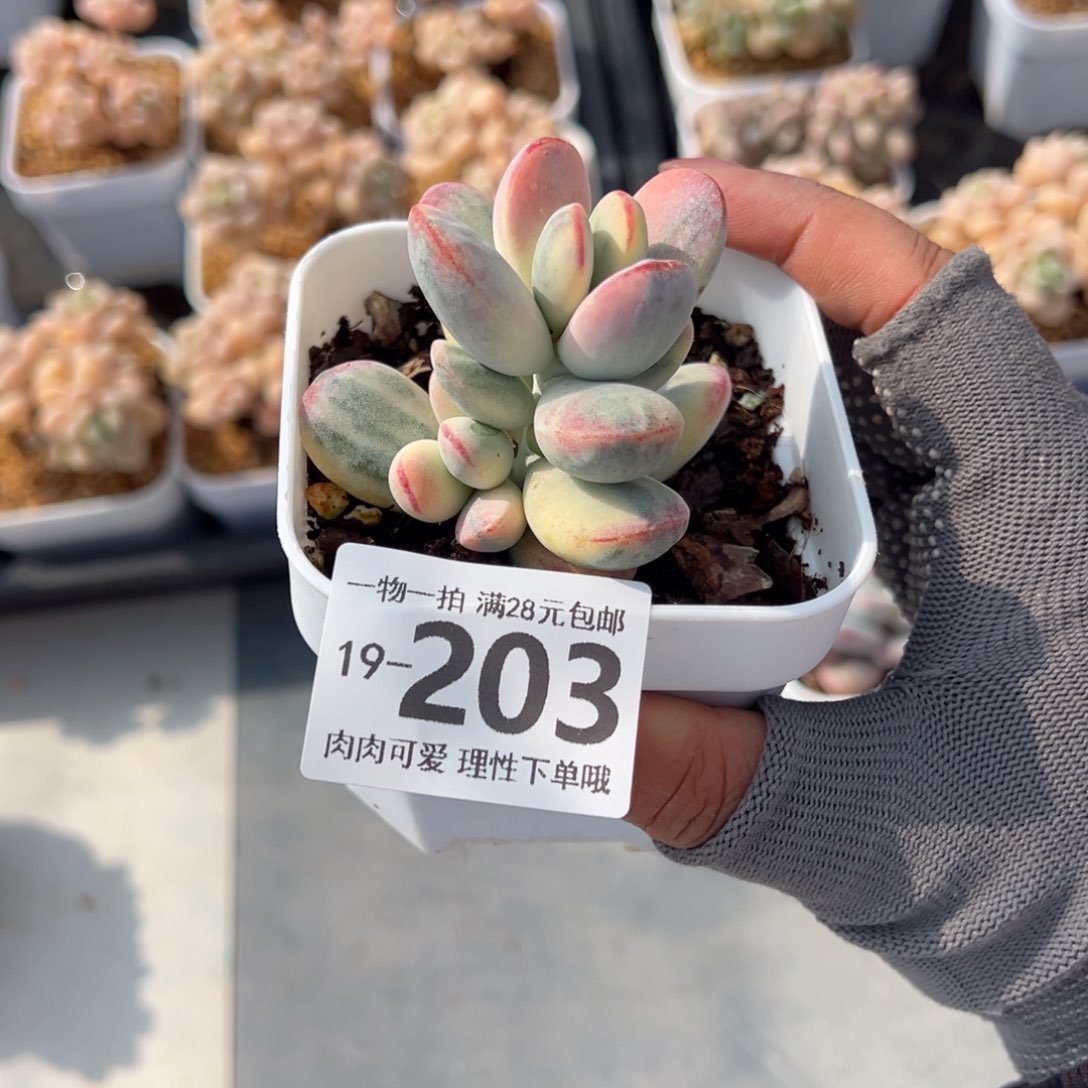 乒乓福娘锦多肉多肉多肉多肉多肉