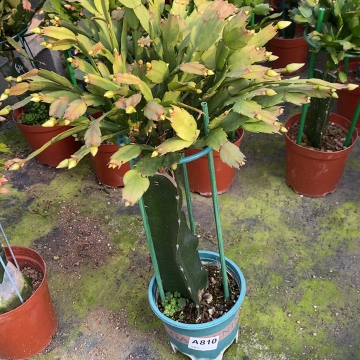 当前无花栽培后可以开花零**分810嫁接雅思