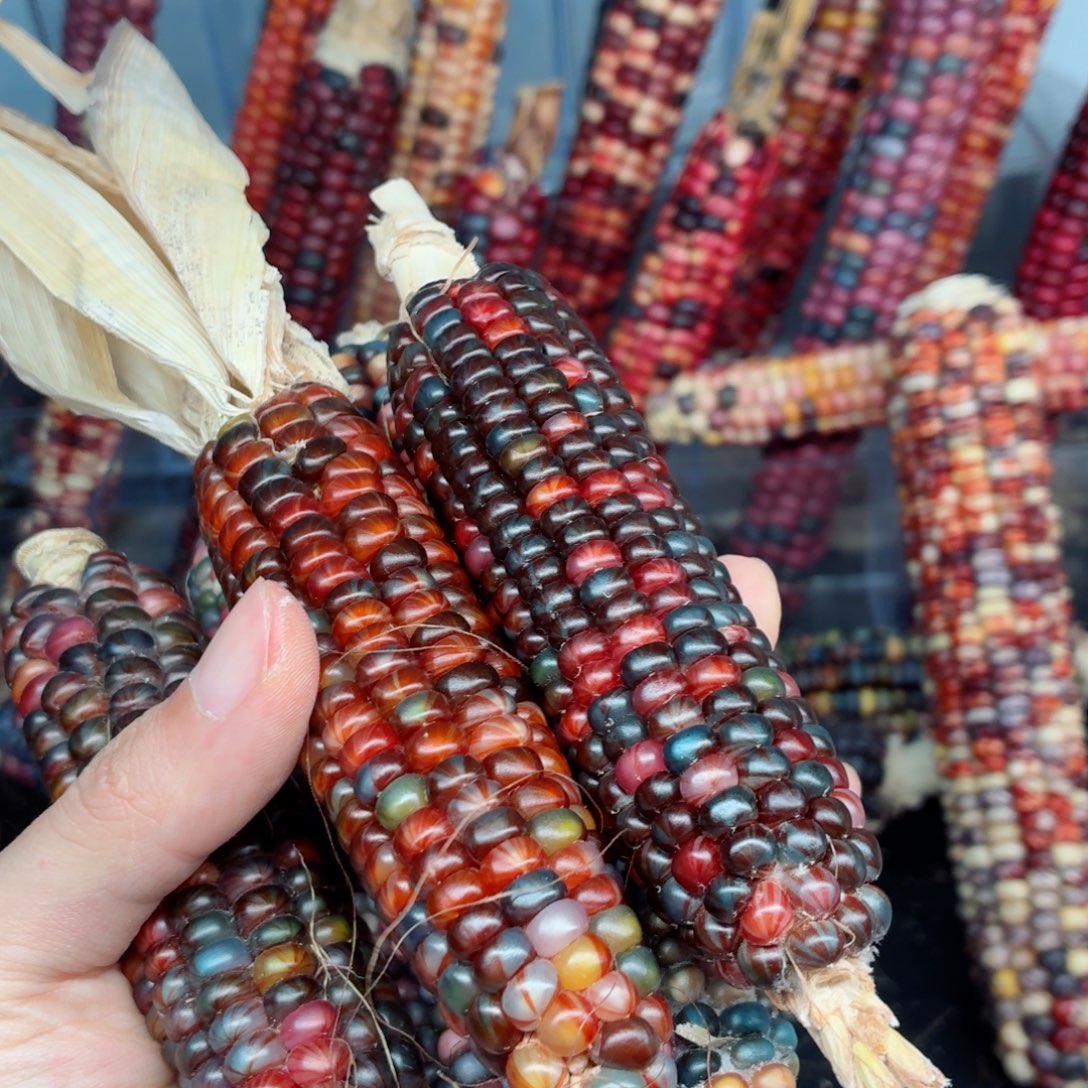 艾***雨白玉菩提吊坠文玩精品文玩精品