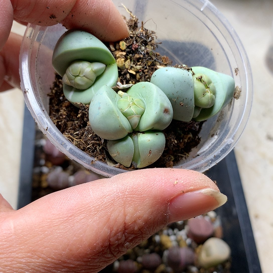 猫*G257多肉植物保护
