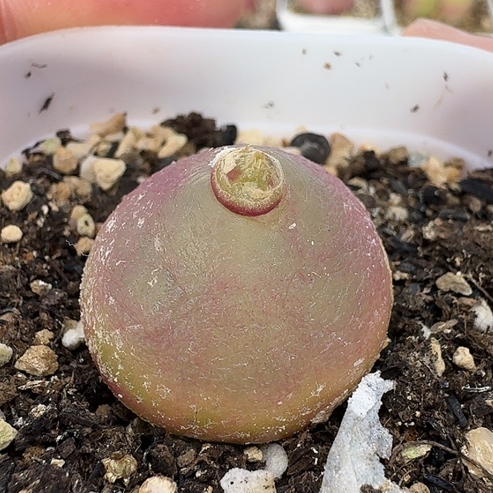 老马生石花2.5灯泡2503