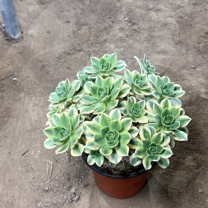 多肉植物法师星爆15