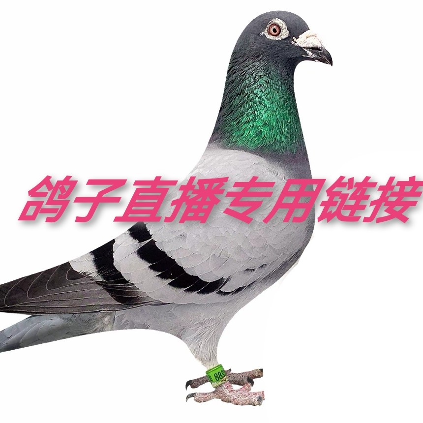 信鸽 成绩鸽 种鸽 公棚地方赛