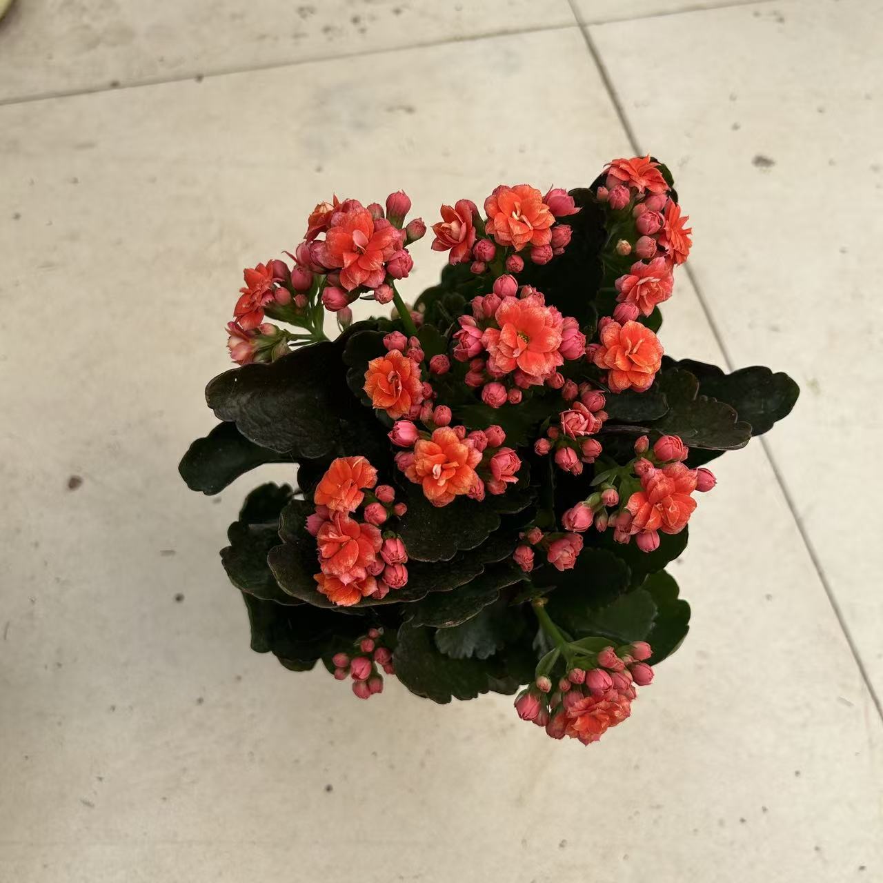 桔色长寿花盆栽室内阳台好养盆栽