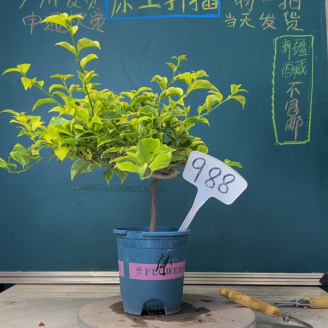 当前无花栽培后可以开花福利  金边浅紫  造型杆  988
