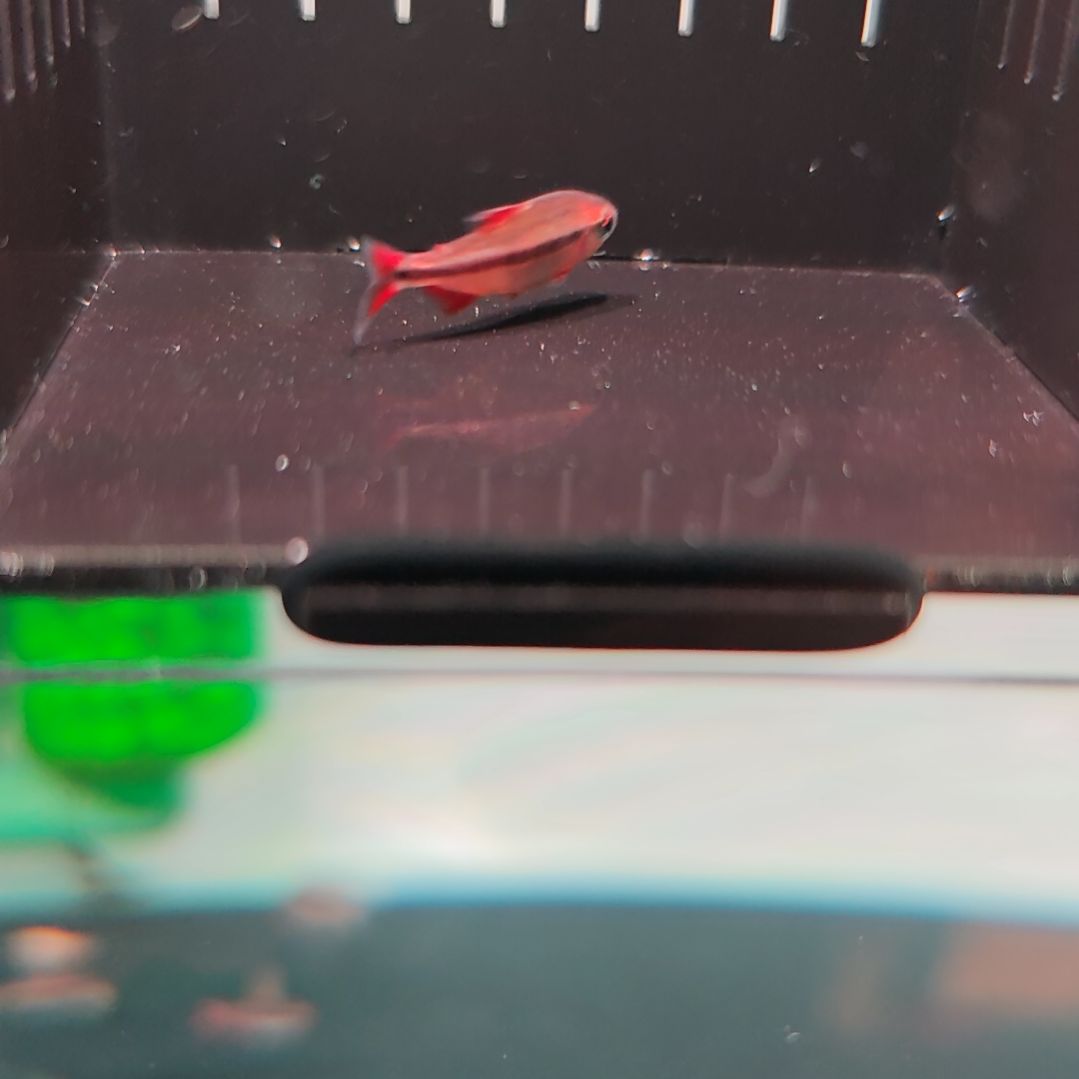 灯科鱼精选血红魔鬼