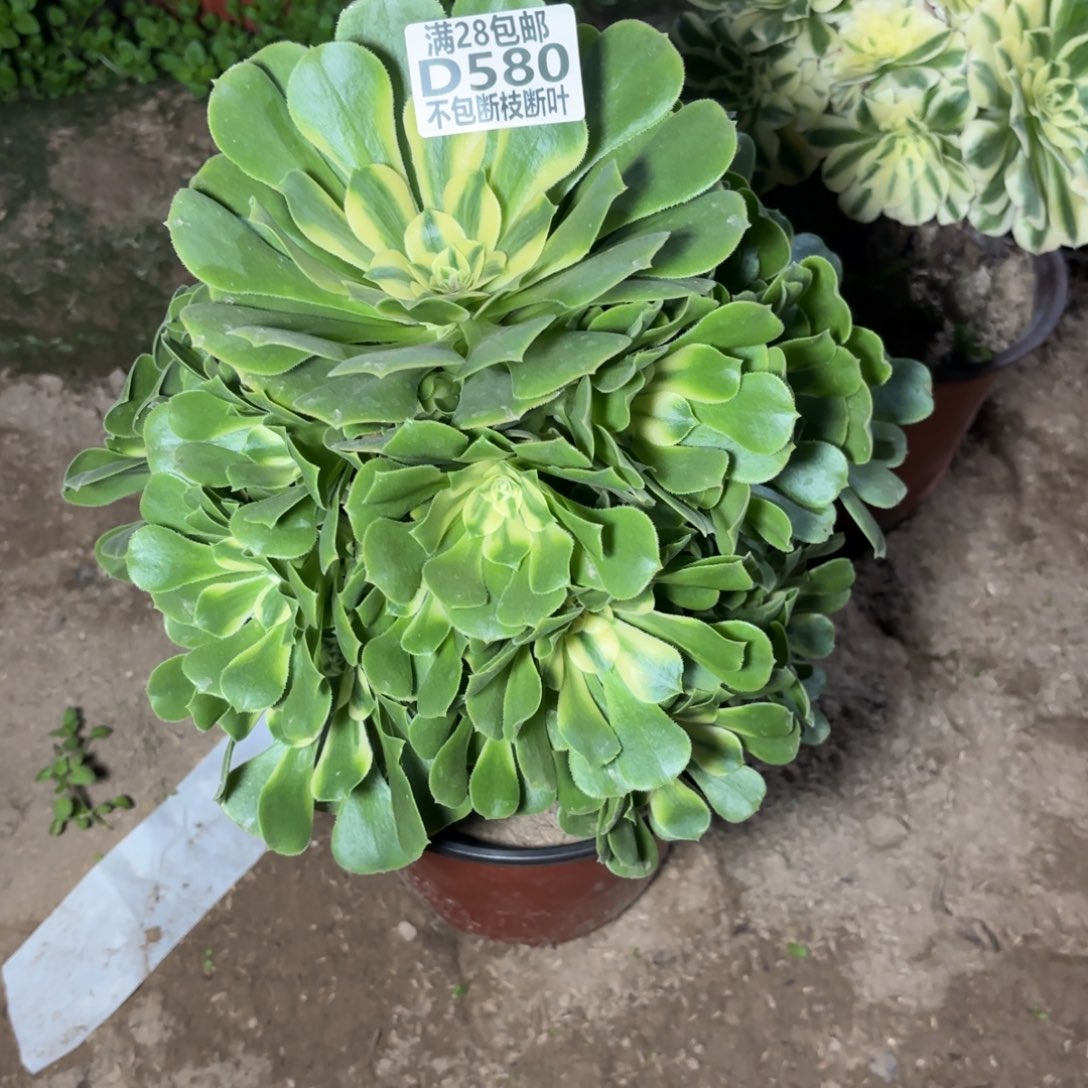 M. 580辛尼雅多肉2233