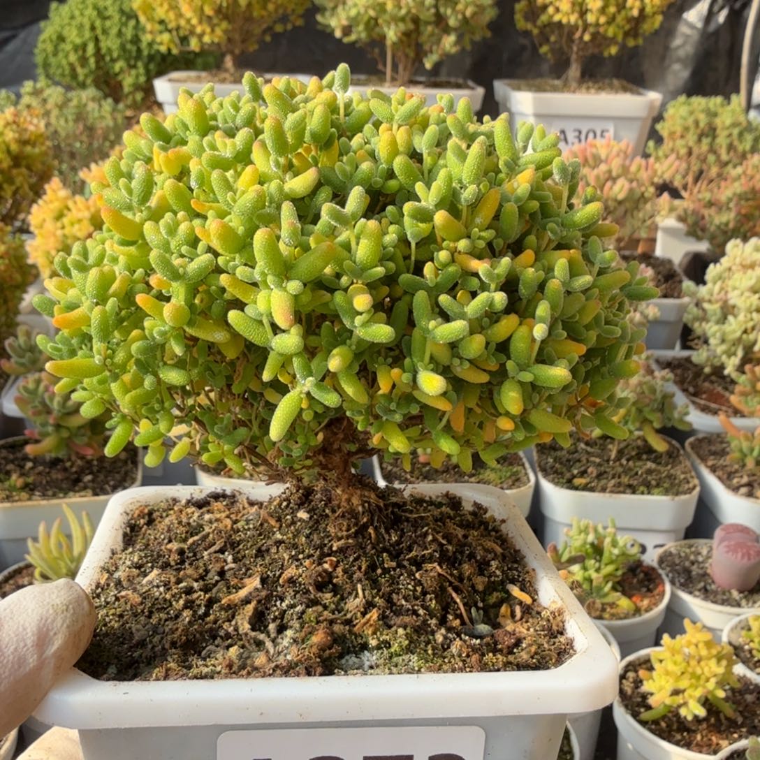 A373蜜橘糖球蘑菇