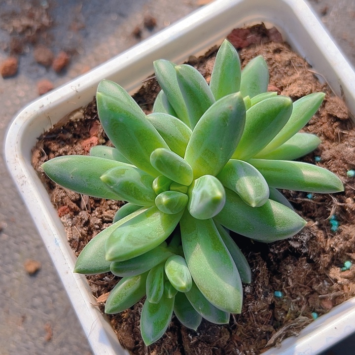 帝尔曼3头美人一物一拍特