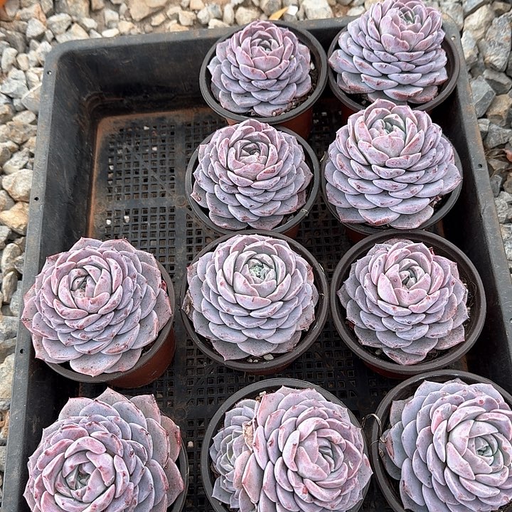 恩宠多肉植物10棵