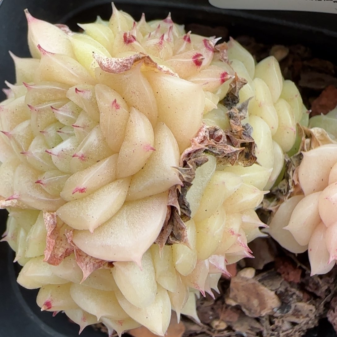 花语逸镜0129-297