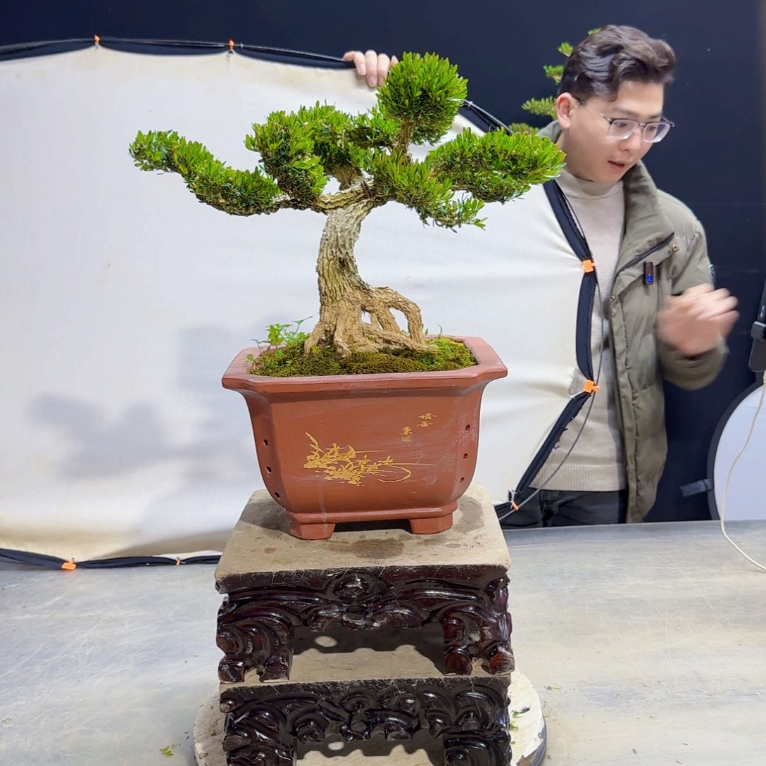 高端皱皮黄杨盆景