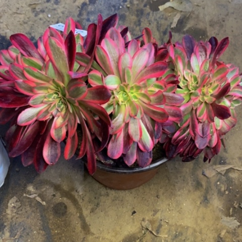 美杜莎多肉植物2419