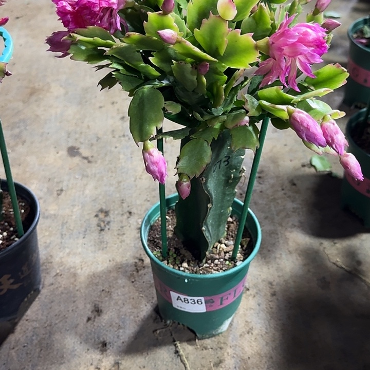 木***言大部分开放少量花苞836嫁接073