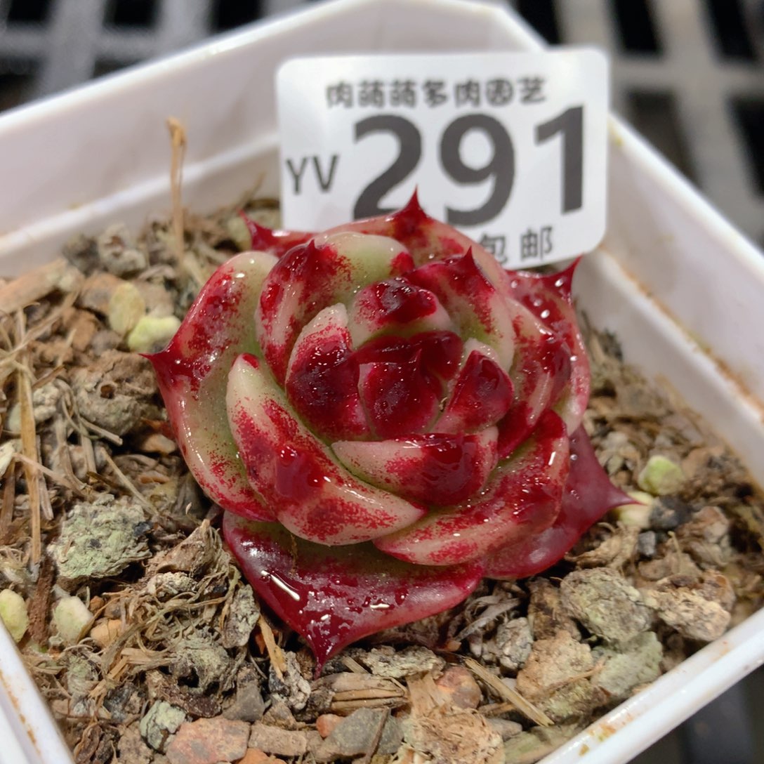 肉萌萌拇指盆精控多肉YV291