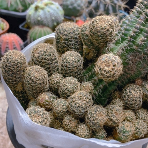 辉煌仙人球25米仙人球