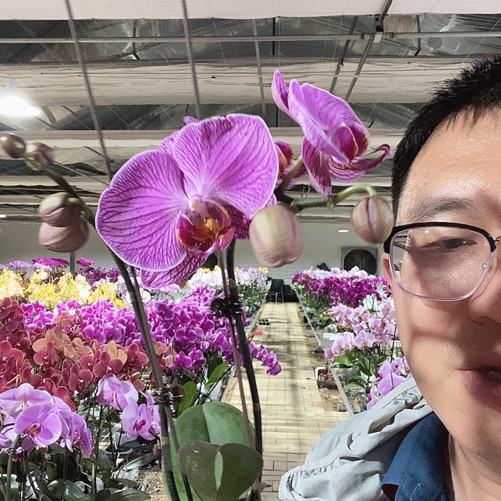 完全开放粉玲珑双剑带花苞