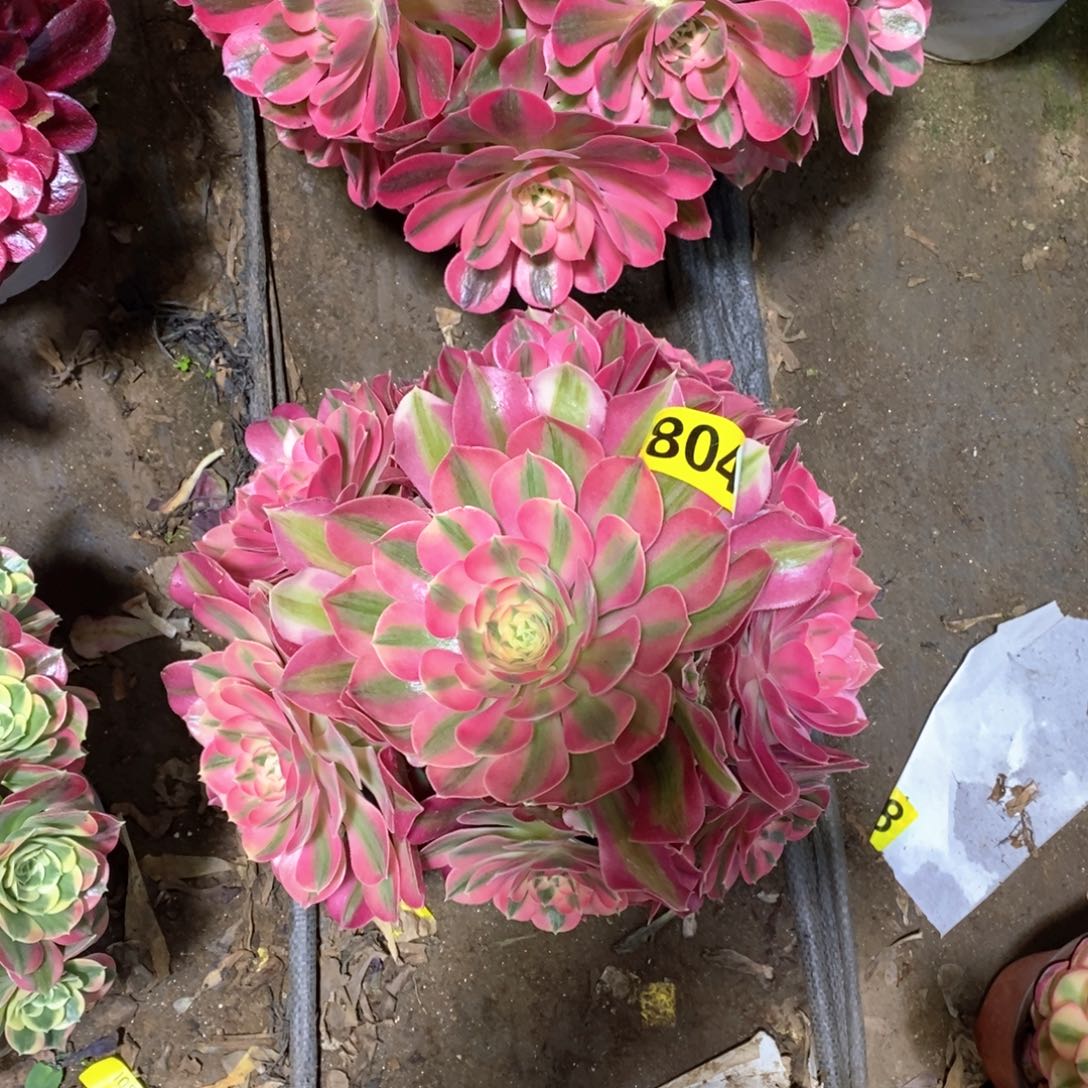 粉女巫多肉植物804