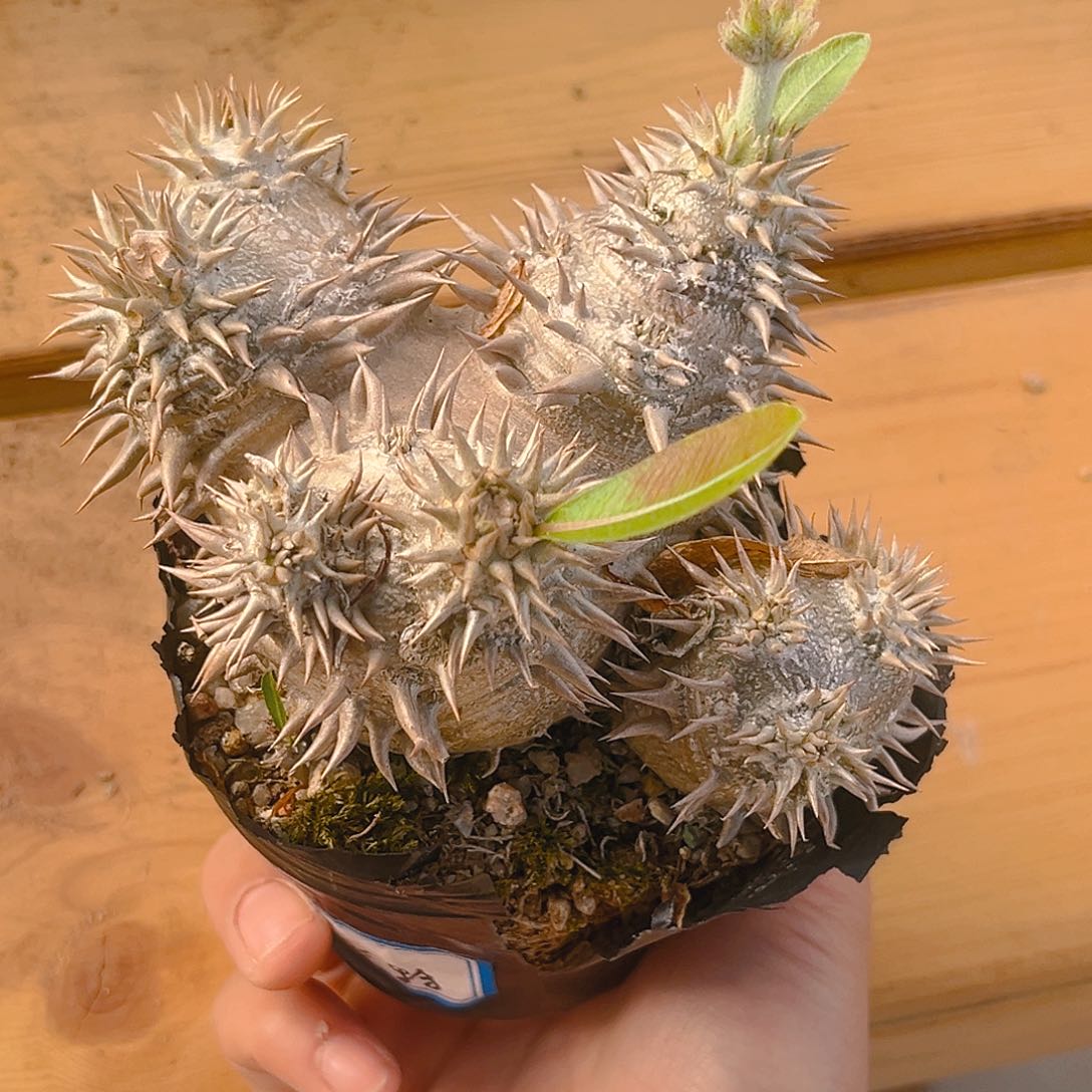 惠比大黑多头群生黑皮