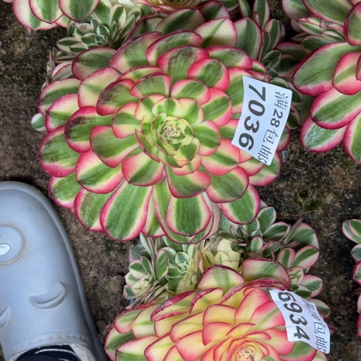 7036南倾城多肉植物