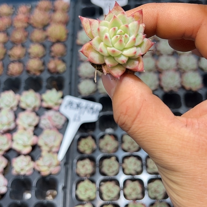 白吉珍妮 满10颗包邮