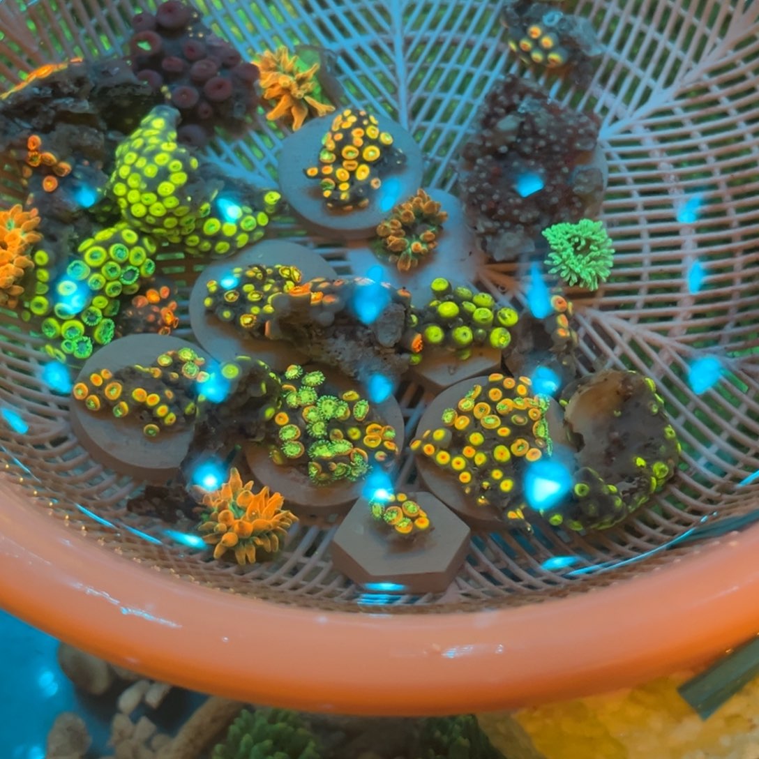 小***龙奶嘴海葵纽扣2222