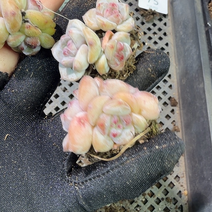 77 号到手1框江北多肉