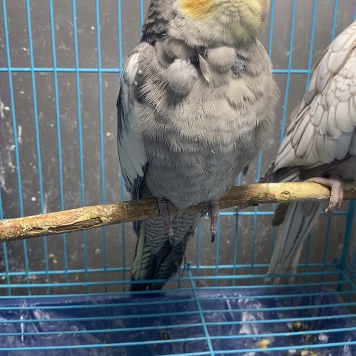 玄凤鹦鹉/鸡尾鹦鹉