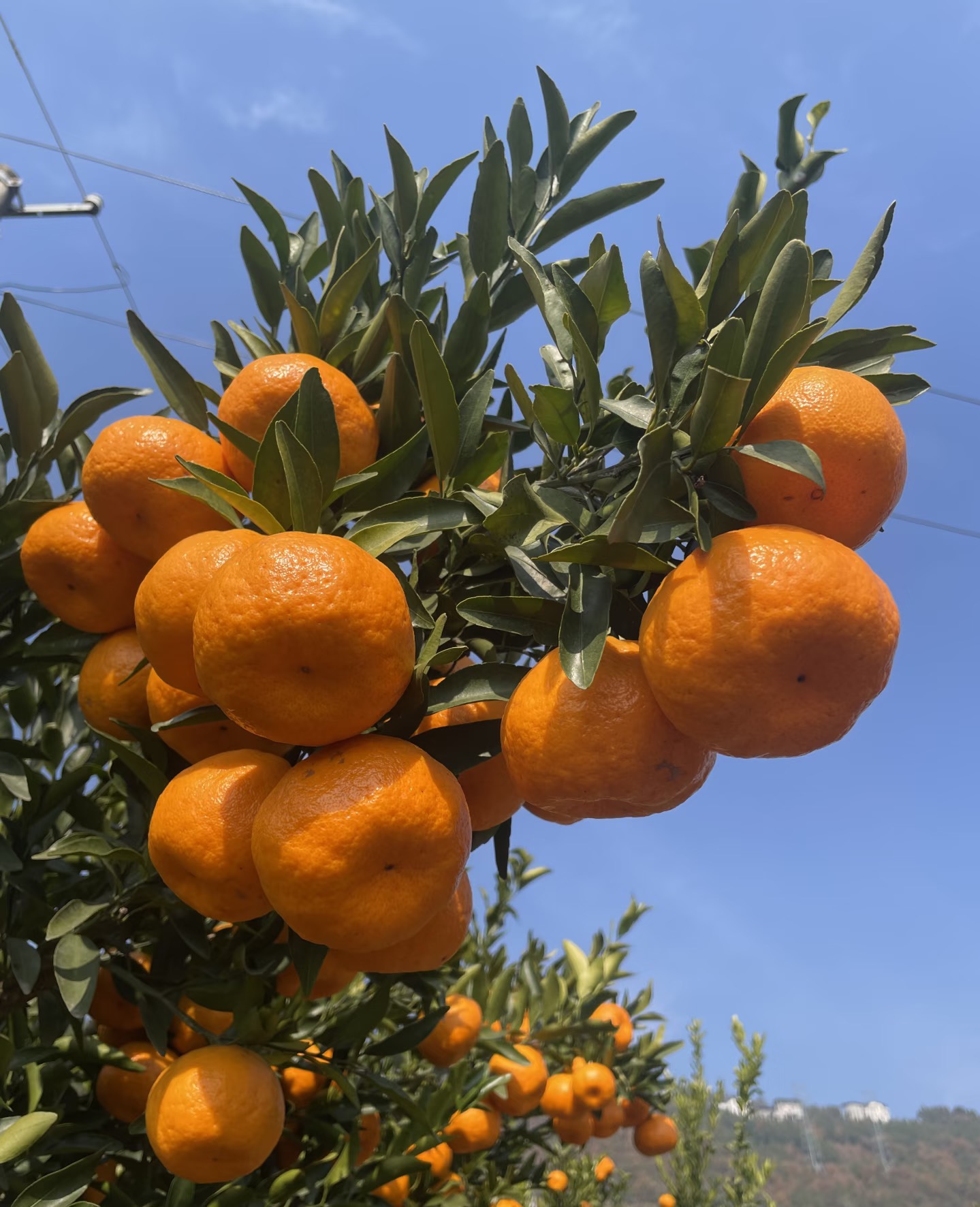 农村自种水果——椪柑（现摘现发）