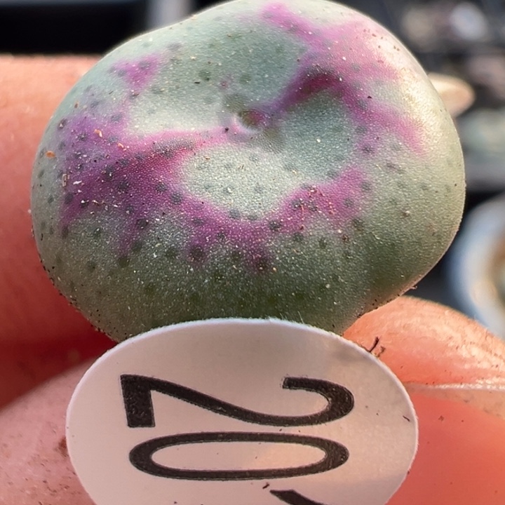 201号这颗多肉有点好看